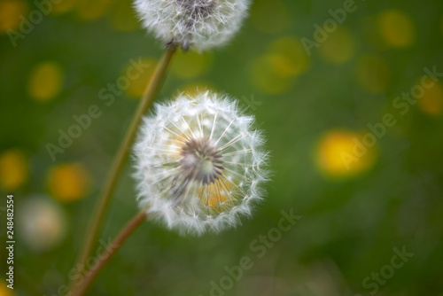 Beautiful extreme macro close up of a dandelion flower growing in a field in spring