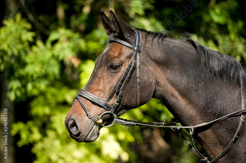 Brown warm blood horse with bridle