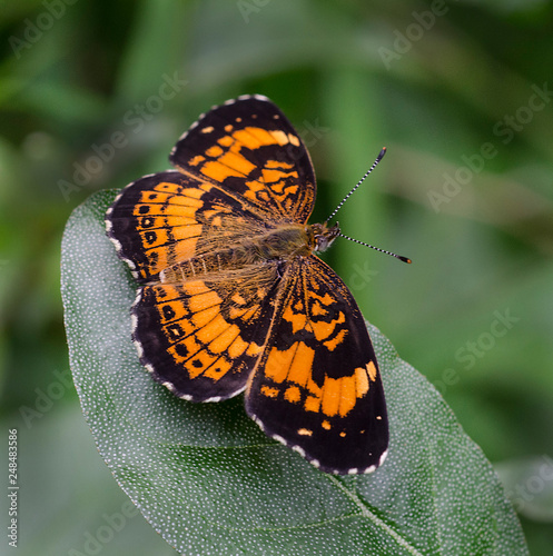 Silvery Checkerspot Butterfly  photo