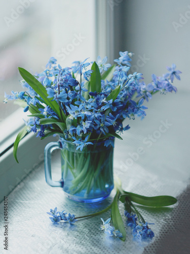 Flowers of the woods (scylla, scilla) in a blue cup on the window photo