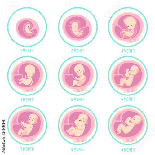 Infographic with stages of embryo, fetus development and pregnancy.