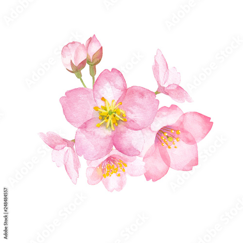季節の花-桜のクローズアップ。　水彩イラスト