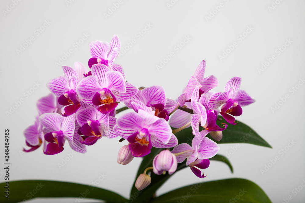 Obraz premium Beautiful pink orchid closeup.