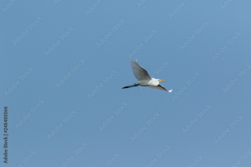 Great White Egret (Egretta alba, Casmerodius albus). Great White Egret (Egretta alba, Casmerodius albus).