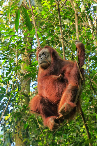 Female Sumatran orangutan sitting in a tree in Gunung Leuser National Park, Sumatra, Indonesia