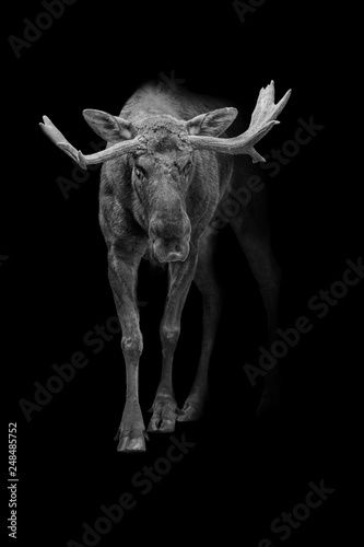 Moose or Elk beautifull wildlife animals black edition © Effect of Darkness