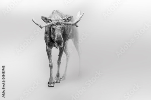Moose american or canadian wildlife animals white edition