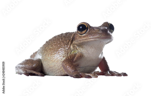 Cuban Treefrog (Osteopilus septentrionalis). Isolated on white background