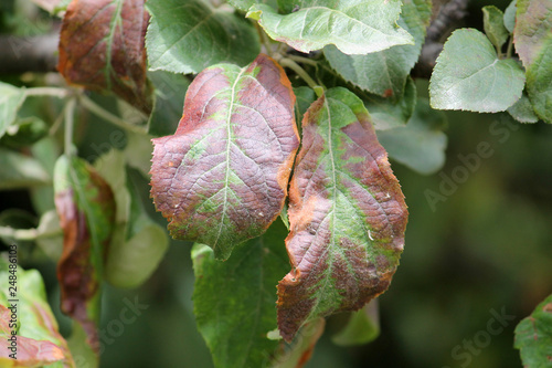 Apple tree leaves damaged by Cacopsylla mali  syn. Psylla mali  or Apple Sucker. Foliage with brown spots