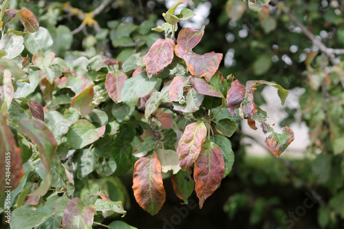 Apple tree branch with leaves damaged by Cacopsylla mali (syn. Psylla mali) or Apple Sucker. Foliage with brown spots photo