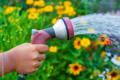 Close up view on a male hand with a sprinkler, watering the yellow daisy flowers in the garden
