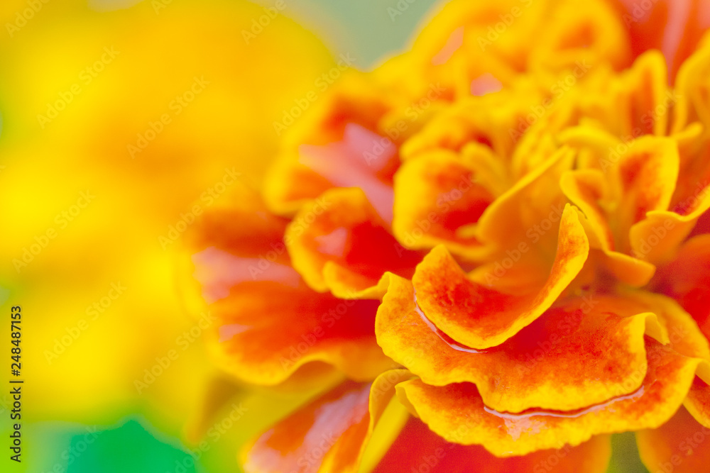 Fototapeta premium Close up view on a orange tagetes (marigold) flower in the garden (shallow depth of field, macro)