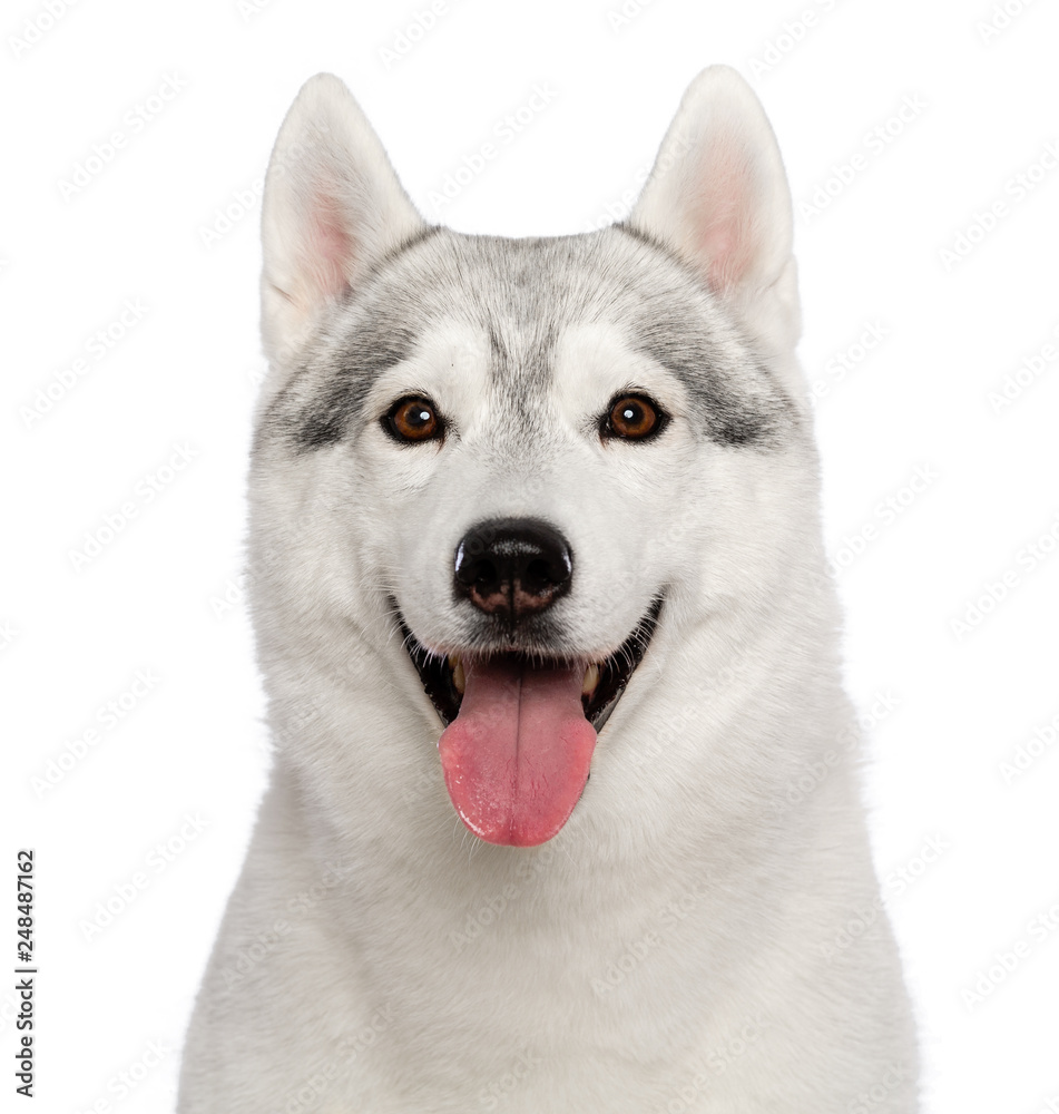 Siberian Husky Dog Isolated  on White  Background in studio