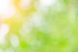 Natural blurred summer background of green foliage illuminated by sun (bokeh)