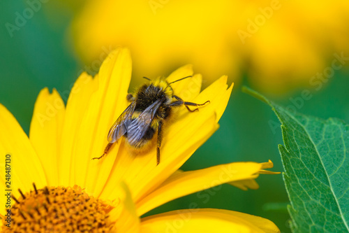 Bumblebee on the yellow chamomile flower on a background of garden in blur (shallow depth of field, macro)