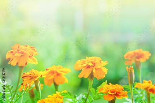 Orange tagetes (marigold) flowers, illuminated by summer sunlight, on a background of green garden in blur with copy space (shallow depth of field)