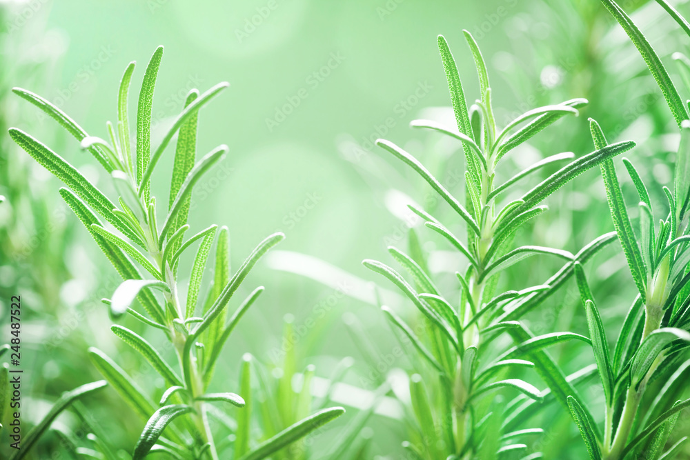 Rosemary plant in the garden. Culinary aromatic herb. - obrazy, fototapety, plakaty 