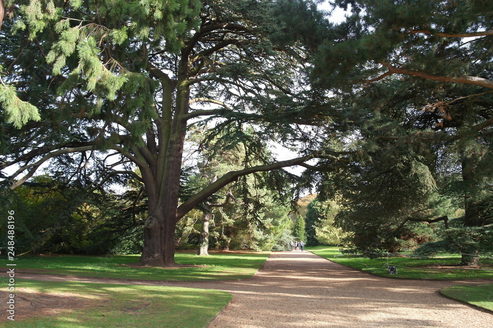 Trees in the park