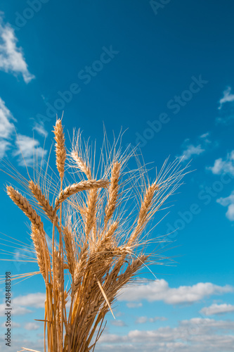 wheat bunch and blue sky background