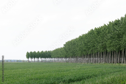 Trees plantation