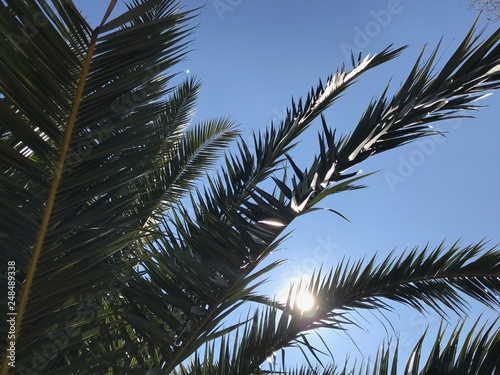 Caribbean beach palm tree green branches on summer with sunlight between on blue sky background