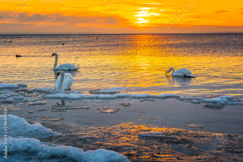 Swans on the shore of the Baltic Sea during winter. Sunset on the Gulf of Gdansk. Poland