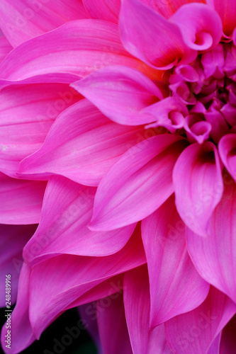 Close up of beautiful pink flower with pink petals for background or texture