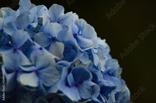blue flower on black background