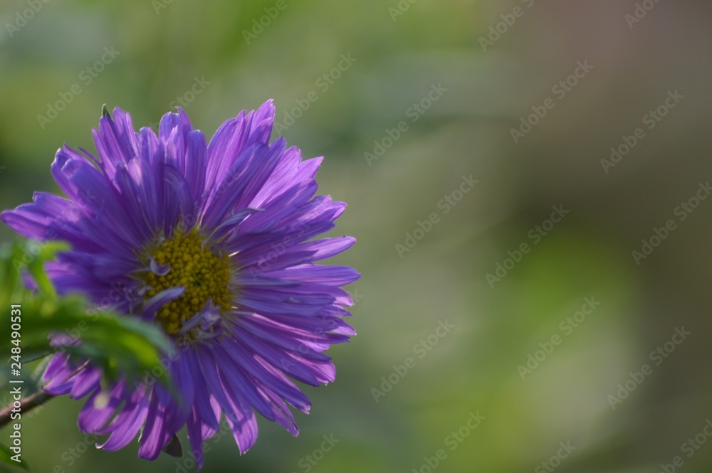 Obraz premium purple flower
