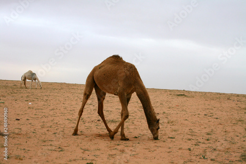 Camel in Saudi Arabia The camel is a cute and funny animal
