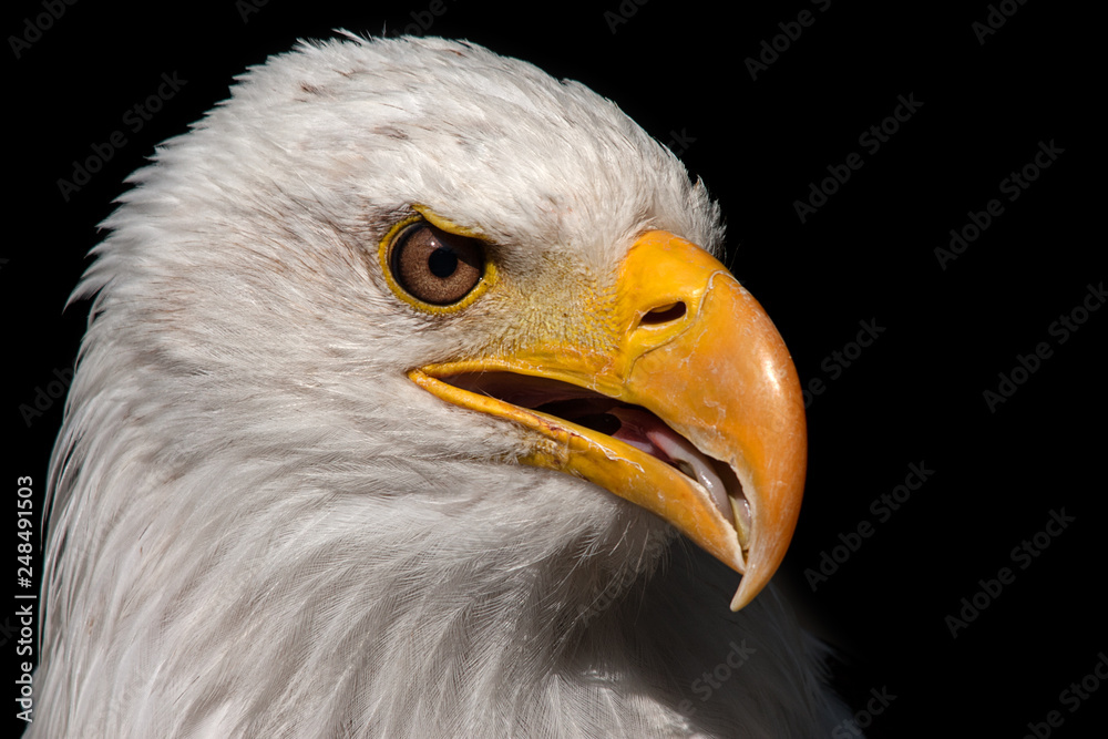 Fototapeta premium bald eagle portrait