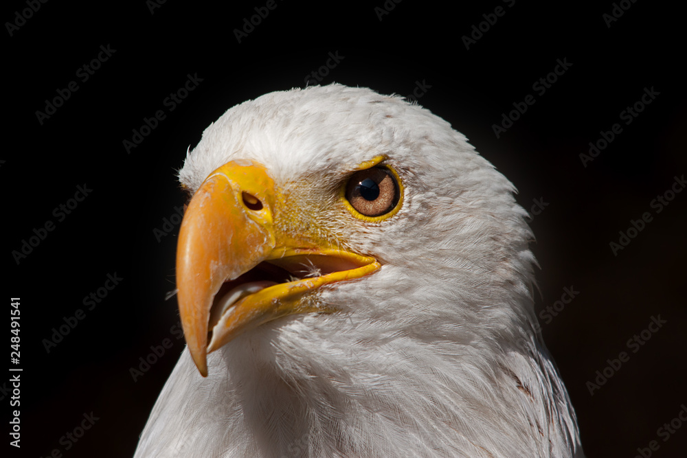 Obraz premium bald eagle portrait