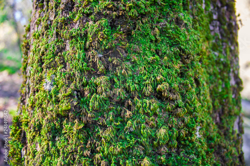 green ivy on the wall