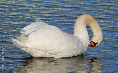 beautiful white mute swan (Cygnus olor) cleaning its feathers