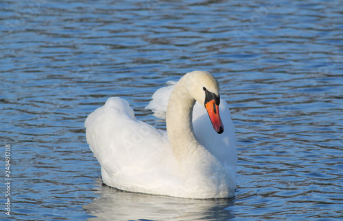 beautiful white mute swan  Cygnus olor  swimming on the water