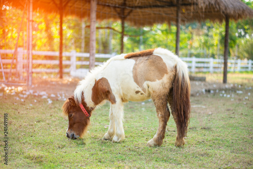 Dwarf horse in the field.