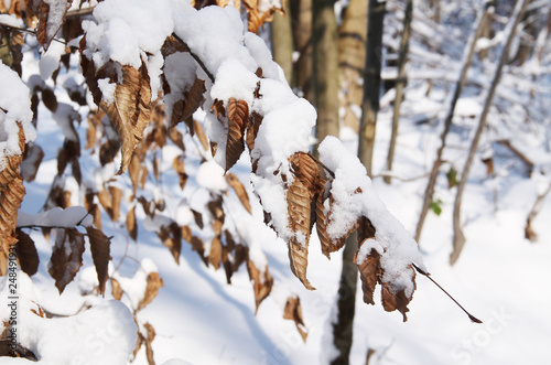 twig with sear leaves covered with snow in winter