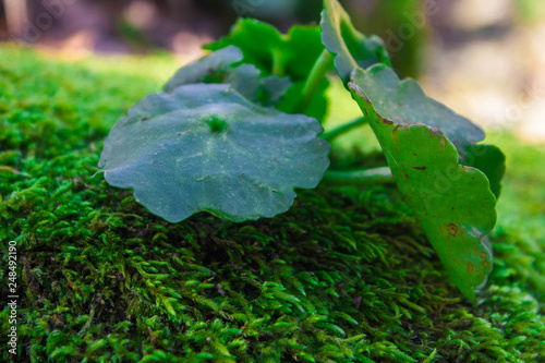 green leaf with water drops