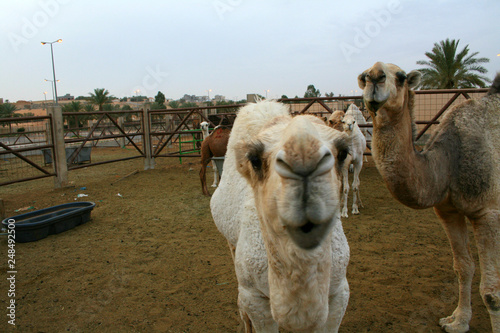 A collection of beauty in the Saudi Arabian camel camel desert market