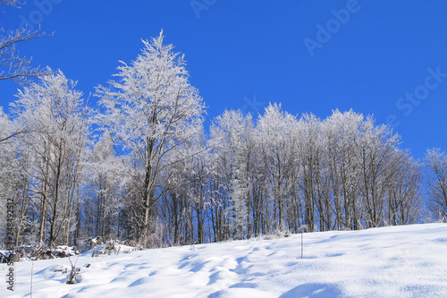 beautiful frozen trees covered with white hoarfrost and blue sky, Beskydy mountains, Czech Republic © mysikrysa