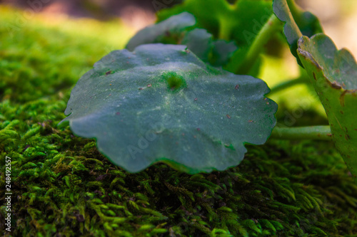 green leaf with drops of water