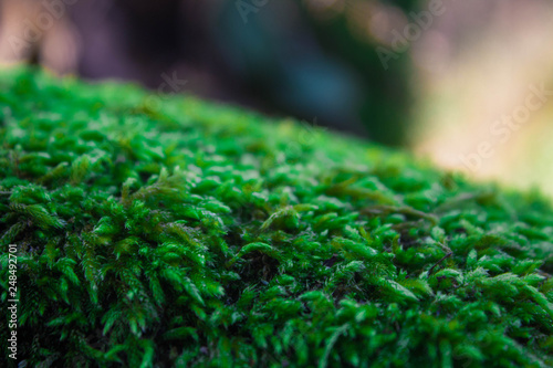 water drops on leaf