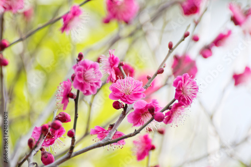 plum blossoms  Japanese apricot  prunus mume