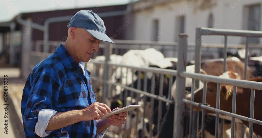 Farmer using digital tablet while looking at cows Farmer using digital tablet while looking at cows