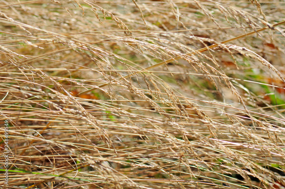 Fototapeta premium Dry autumn grass