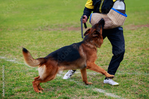 Training a guard dog © deviddo