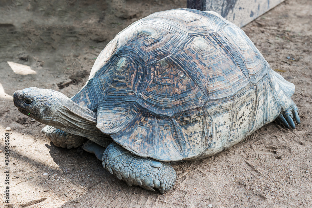 The elephant turtle on the grass. The elephant turtle on the grass.