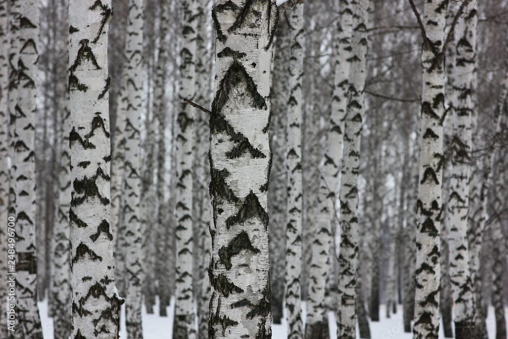 Obraz premium birch forest in winter day