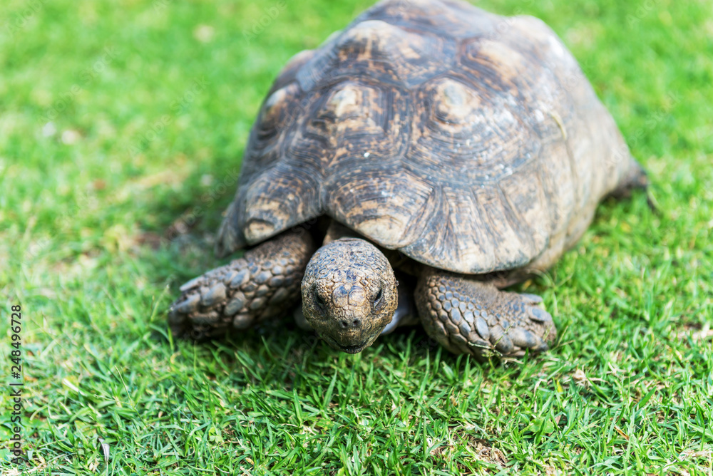 The elephant turtle on the grass.