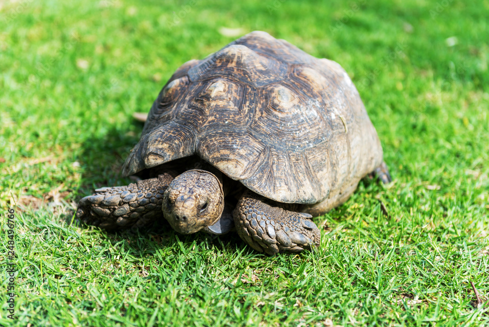 The elephant turtle on the grass. The elephant turtle on the grass.